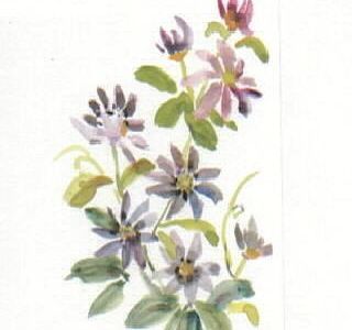 Hummingbird and Daisy