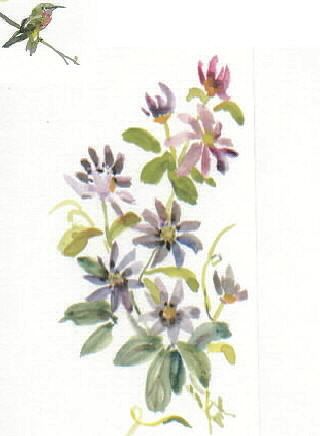 Hummingbird and Daisy