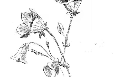 Campanula