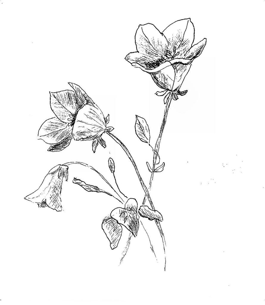 Campanula