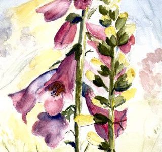 Foxgloves