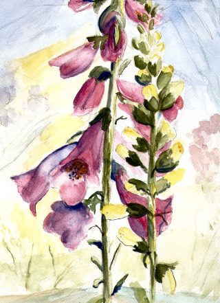 Foxgloves