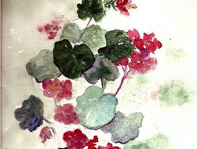 Geranium