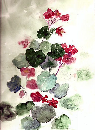 Geranium